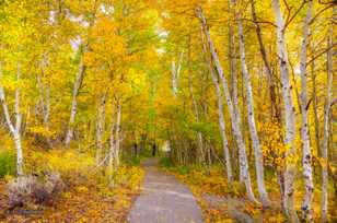 Aspens along Silver Lake-0414 Aspens along Silver Lake-0414